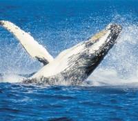 Whale Watching